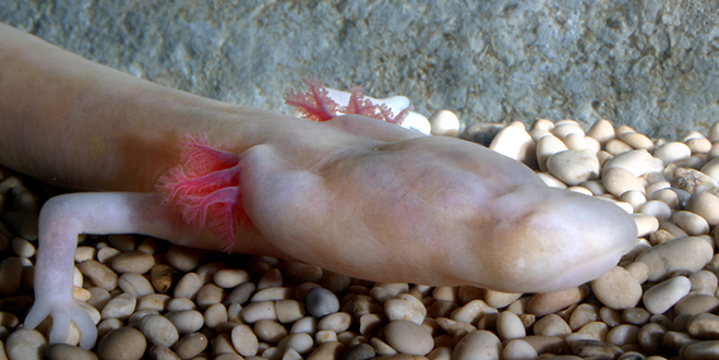 The Society for Cave Biology pioneered a DNA-based technique that revealed new populations of olm. 