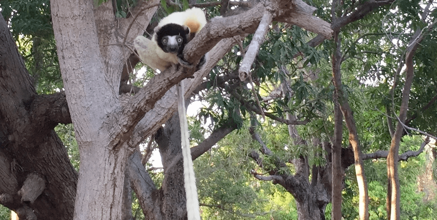 Lemur, looking toward camera, in tree, long tail hanging town.