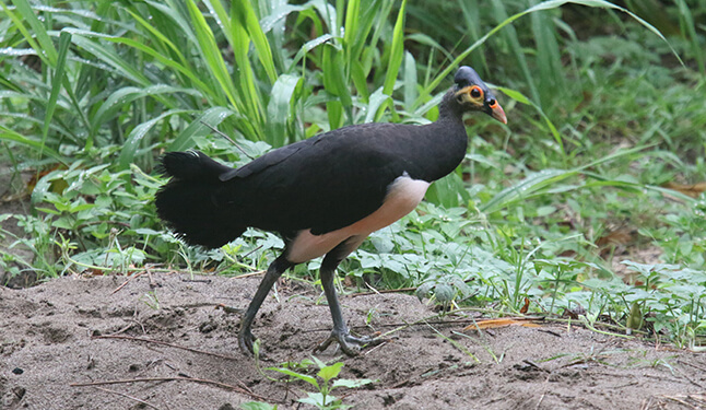Maleo in North Sulawesi at Muara Pusian Station in Bogani Nani Wartabone National Park. Maleo in North Sulawesi at Muara Pusian Station in Bogani Nani Wartabone National Park.