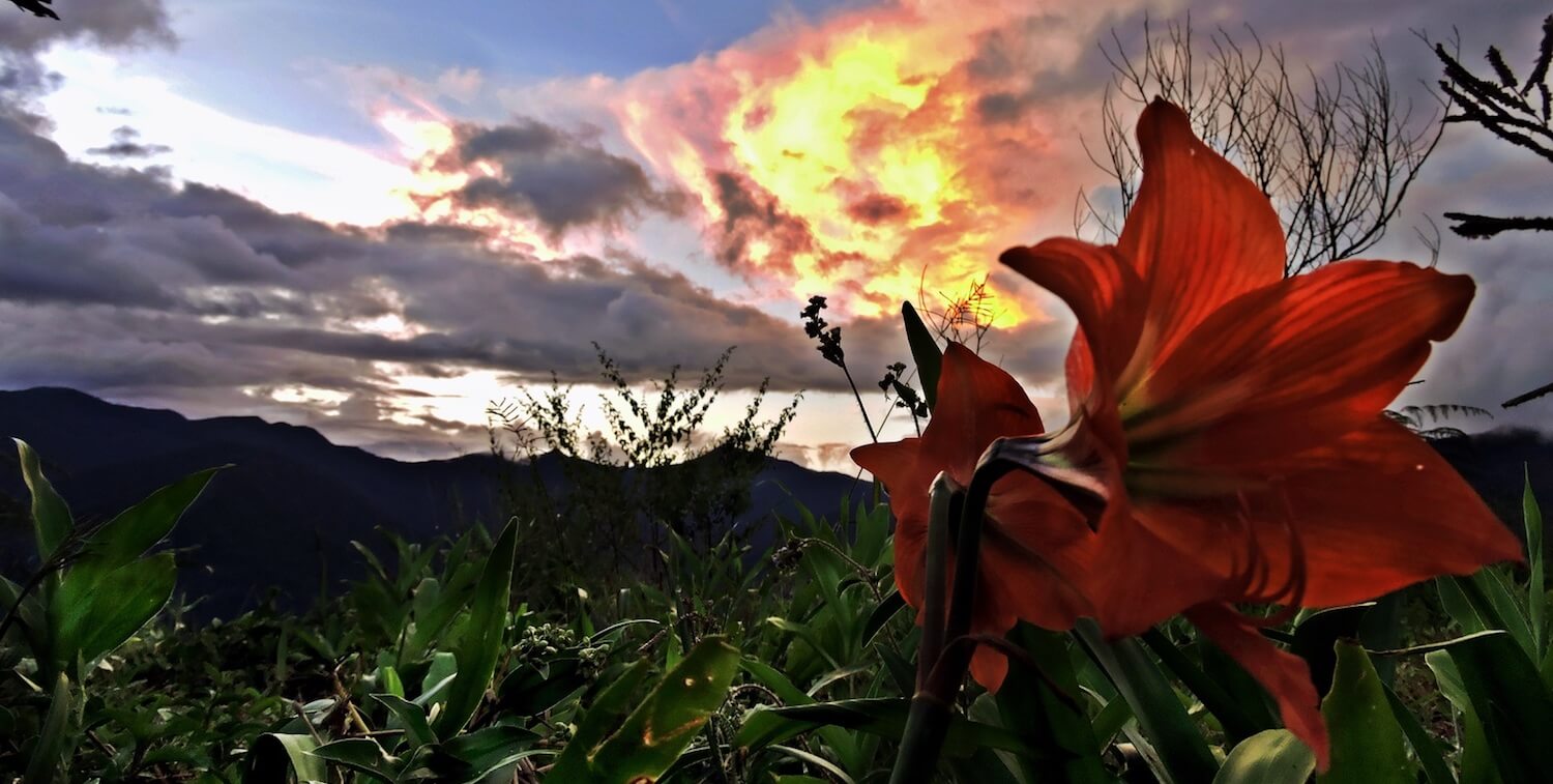 Vista with sunrise or sunset, striking red flower in the foreground.