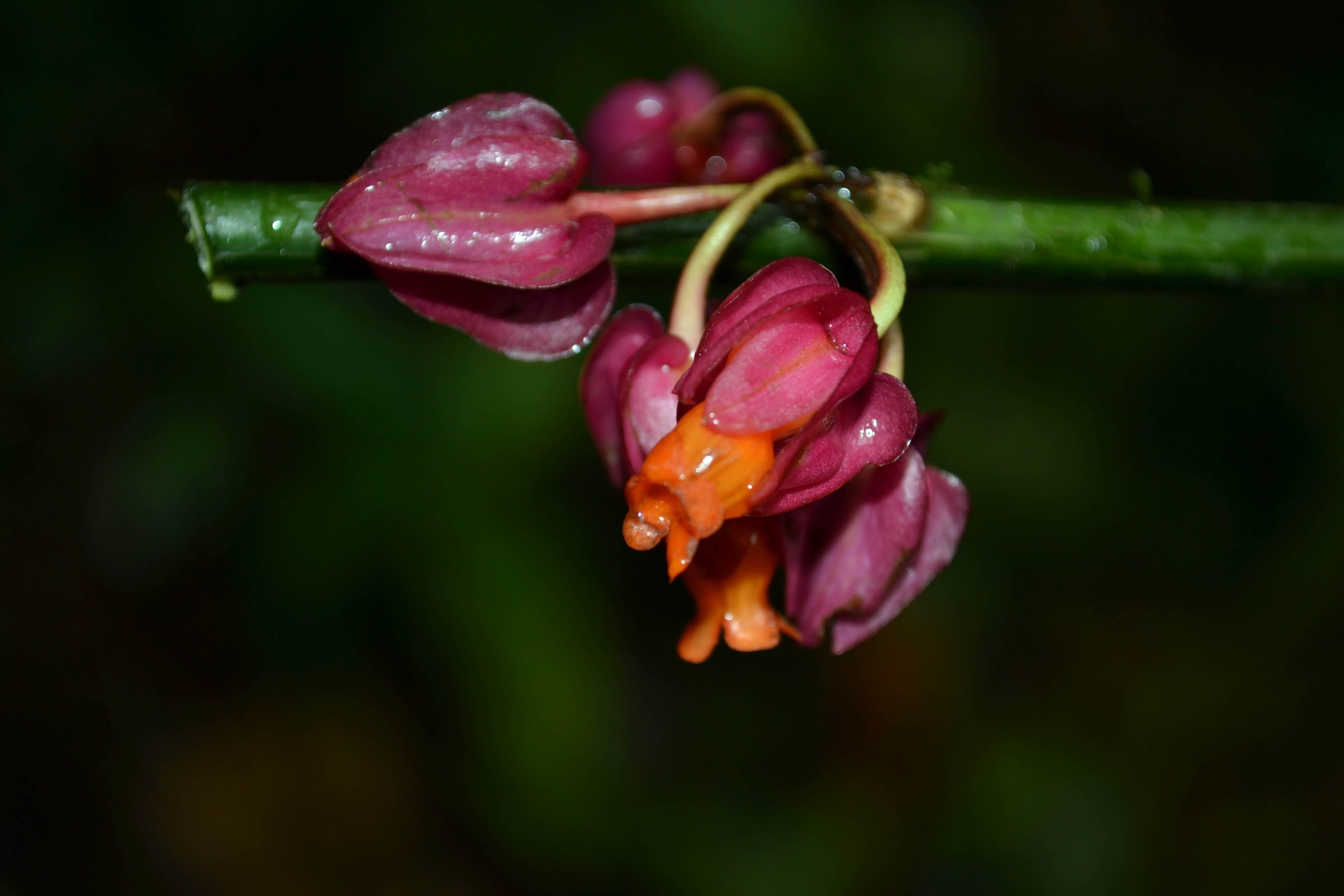 Close-up of delicate, purple-ish, red flowers on horizontal green stem.