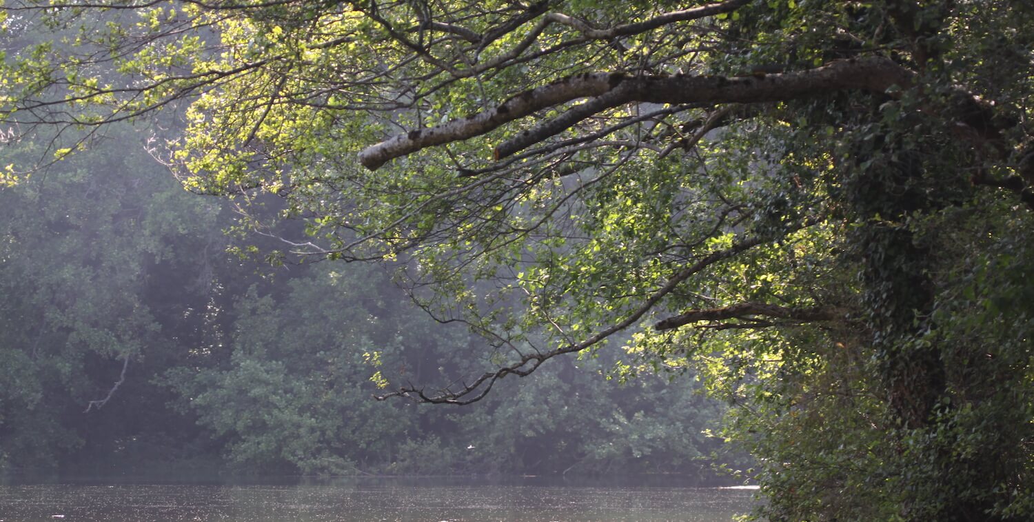 Tree leaning over water.