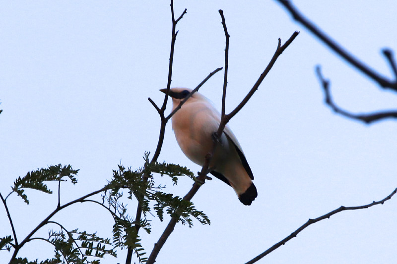 Close-up of primarily white bird on tree branch above.