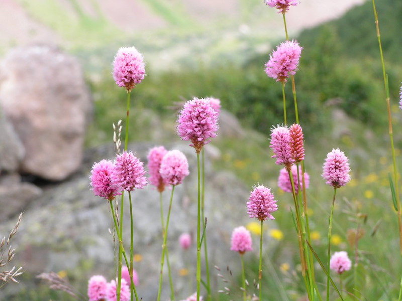 Close-up of cluster of pink flowers on long stalks.
