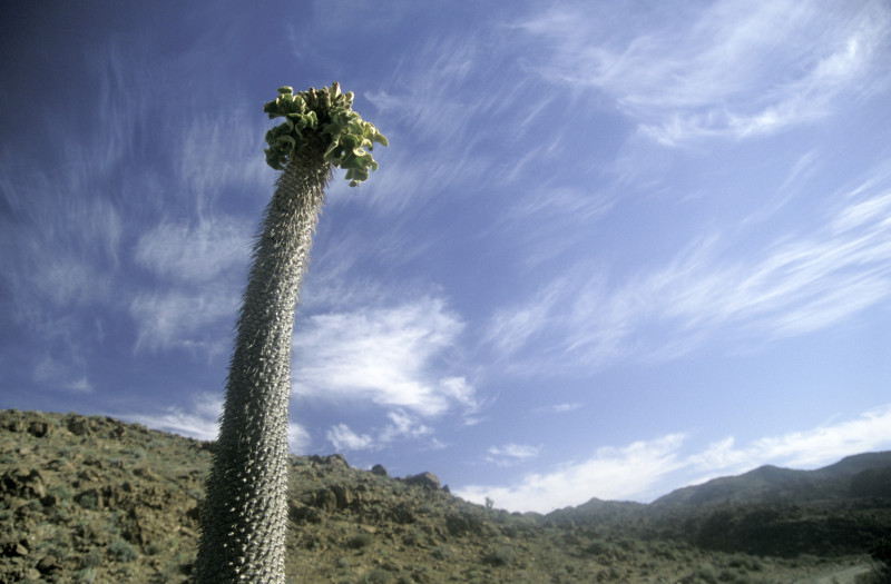 Thick, long succulent plant rising up toward the blue sky.