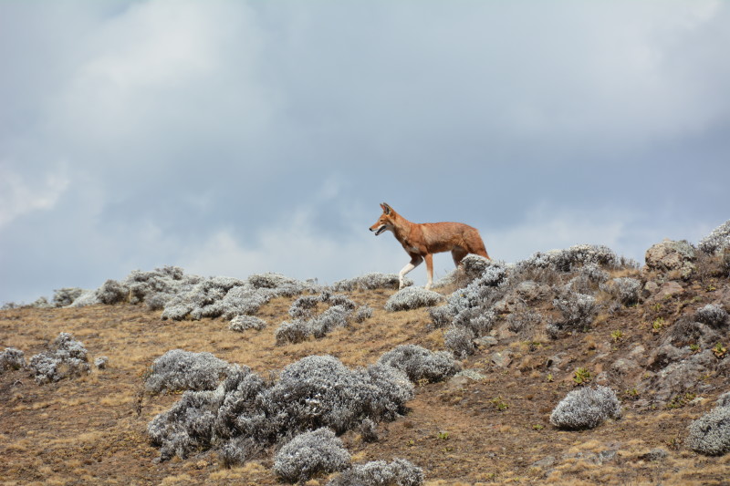 Loup, au pelage rougeâtre, traversant un paysage rocheux ; ciel nuageux en arrière-plan.