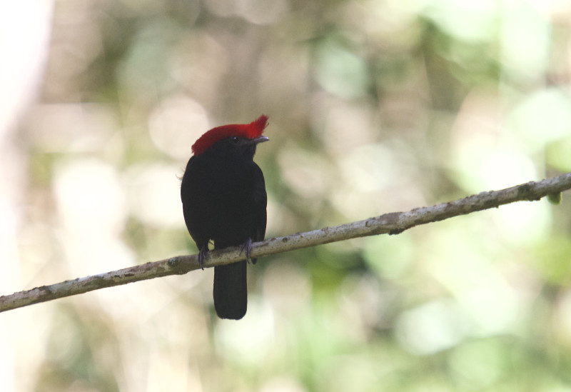 Black bird with red "helmet" on branch