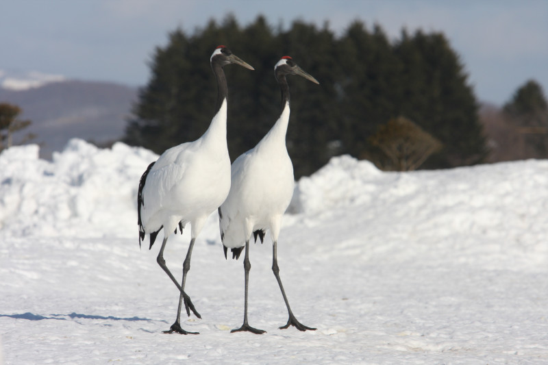 Dos grandes grúas en gran parte blancas de pie sobre un suelo nevado.