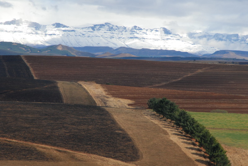 View of expansive farmland with snow-covered mountains in the background.