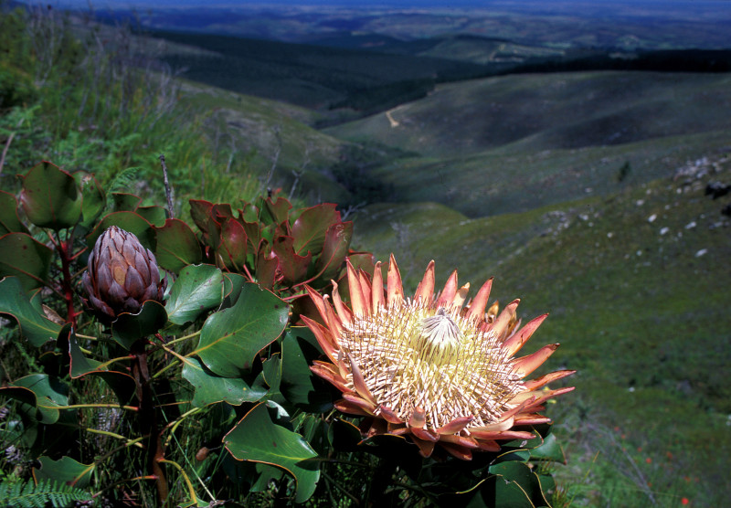 Gran flor rosa y amarilla, colinas ondulantes en el fondo.