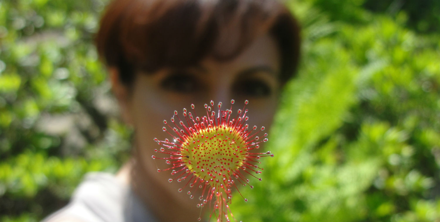 El raro insectívoro Drosera rotundifolia se esconde en un acantilado del valle del pueblo de Baskinta.
