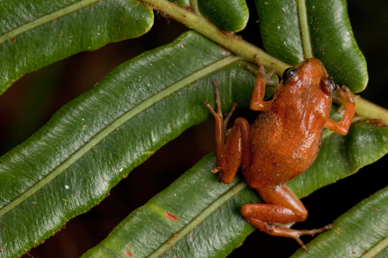 Close-up of orangeish-red frog on leaf.