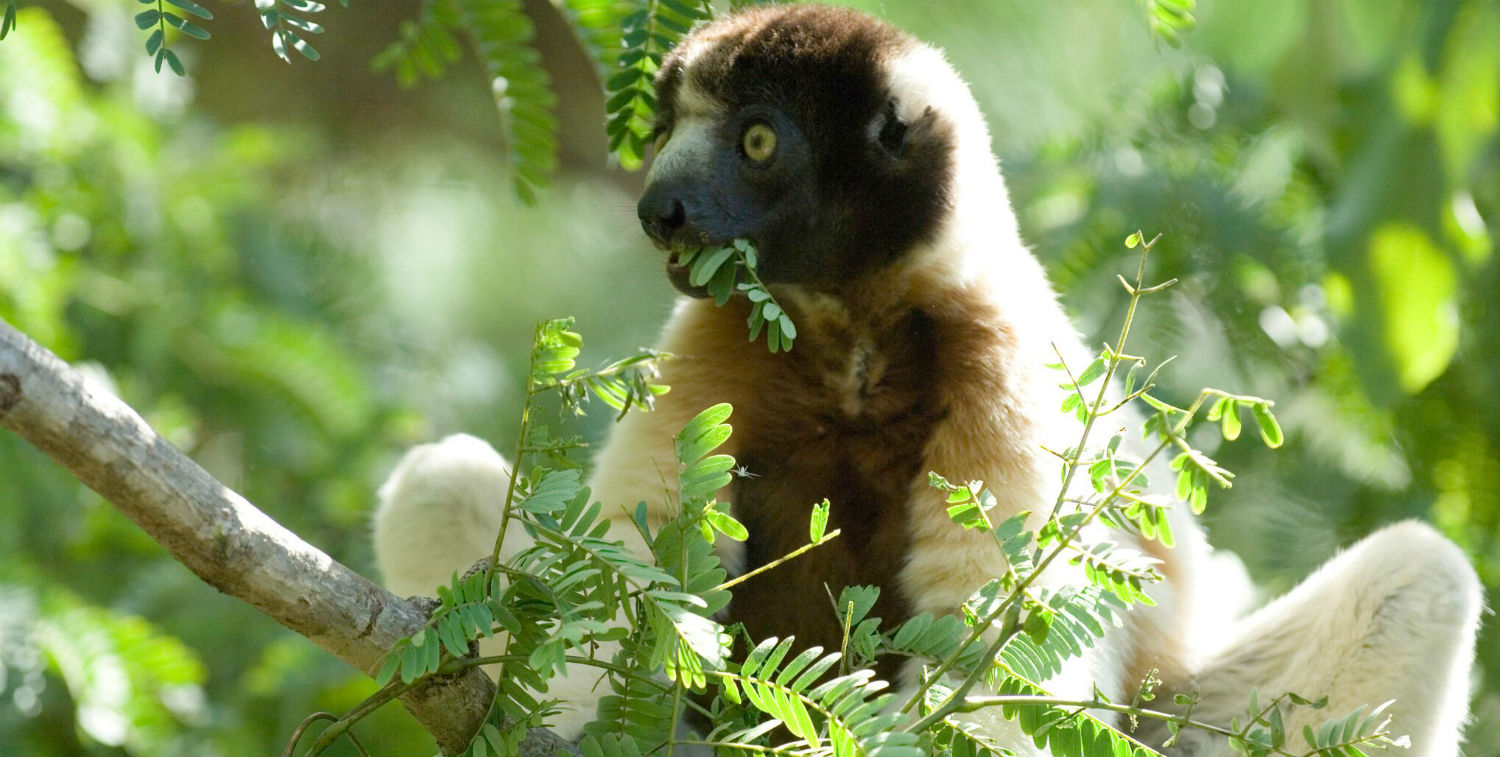 The Endangered crowned sifaka (Propithecus coronatus). The Endangered crowned sifaka (Propithecus coronatus).