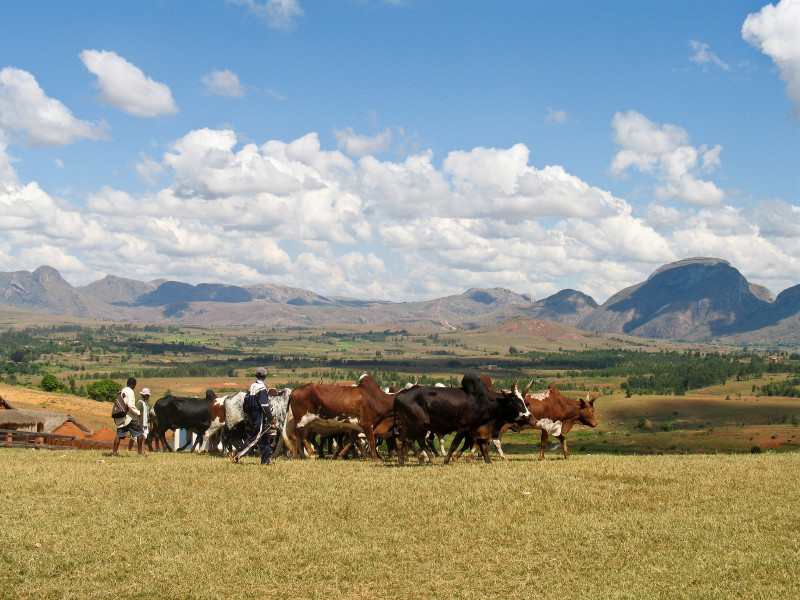 Tres hombres con una docena de vacas en medio de pastizales.
