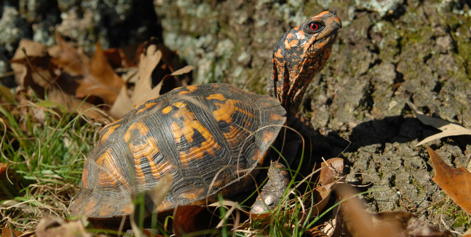 An Eastern box turtle (Terrapene carolina carolina) stands next to a tree on the floor of a Maryland forest.