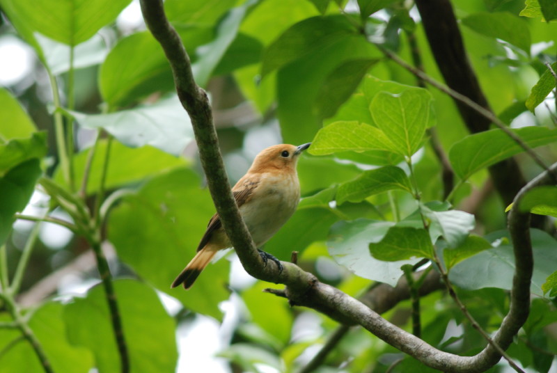 Close-up of light orange, white and brown bird perched on branch.