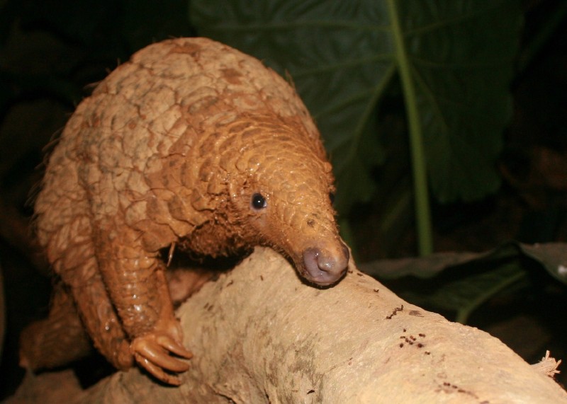 Close-up of the scaly, brown pangolin on a large branch.