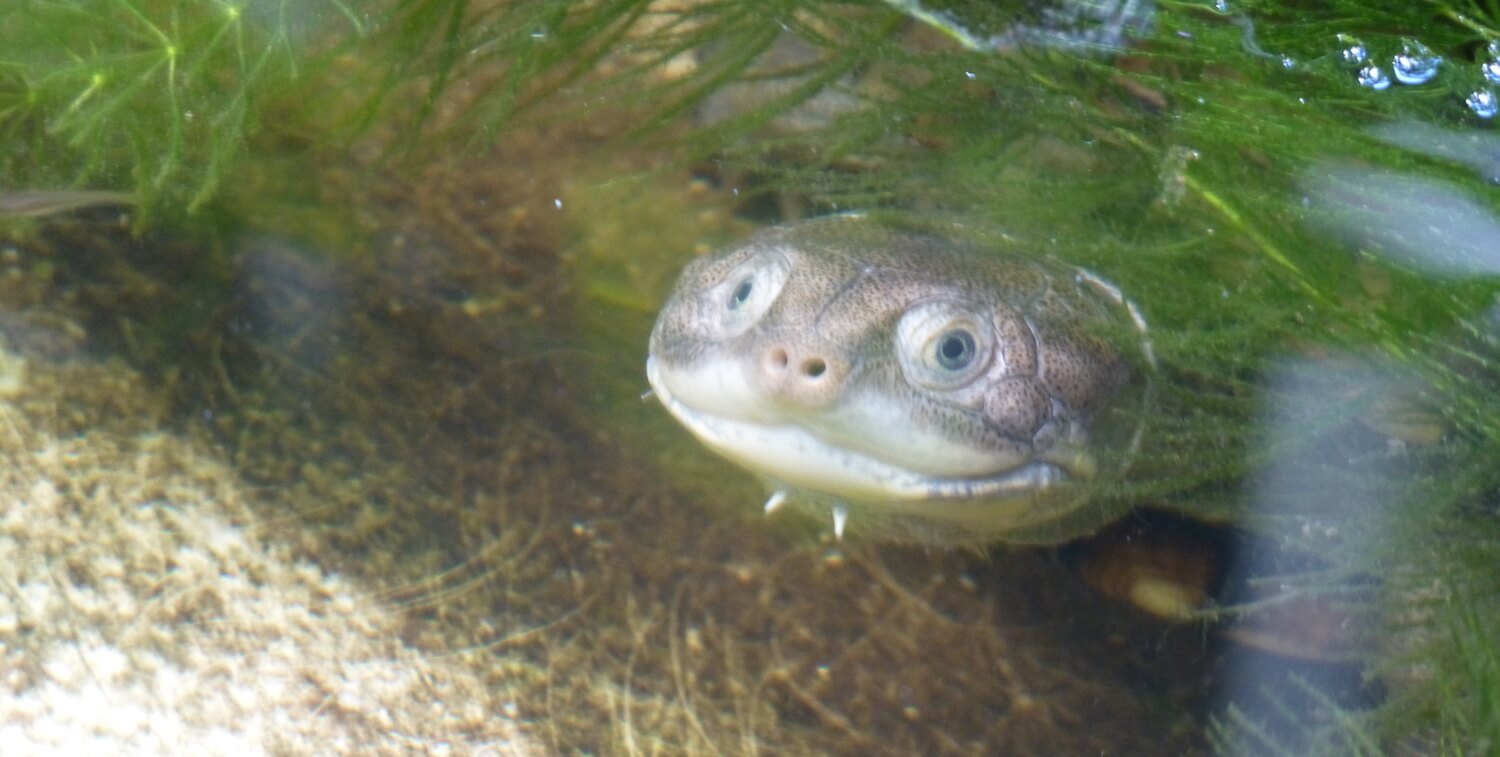 Terrapin underwater, peaking out from sea grass.