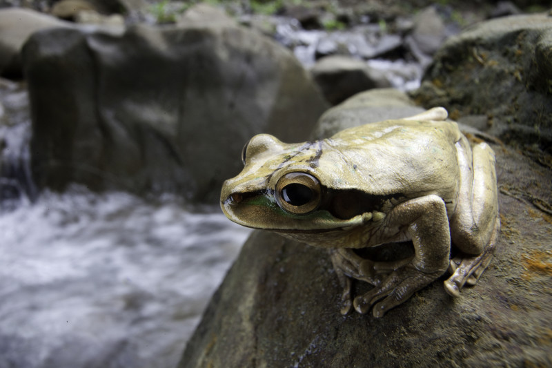 岩の上の薄茶色のカエル、背景の川のクローズアップ。