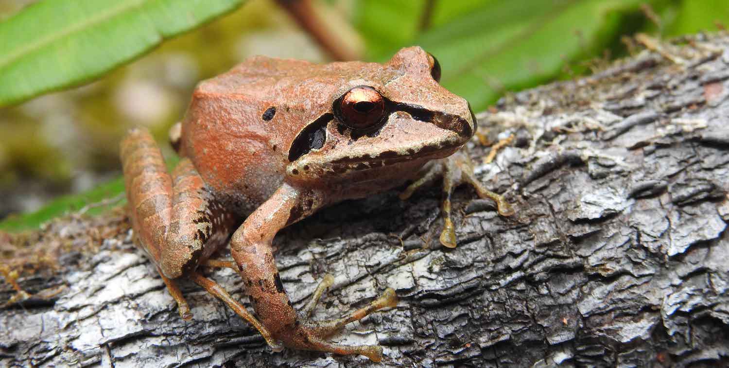 Close-up of orange frog.