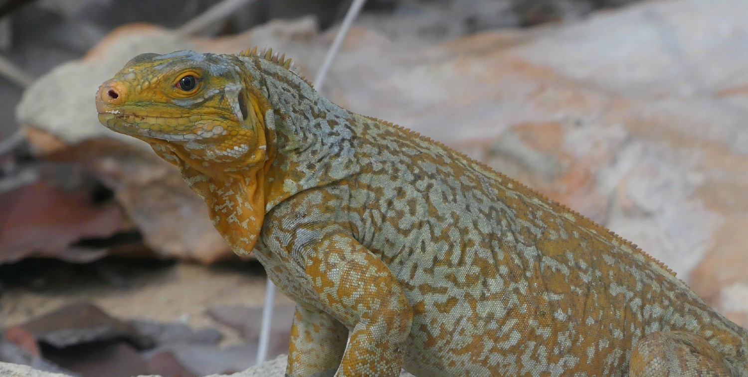 Adult Female San Salvador Iguana