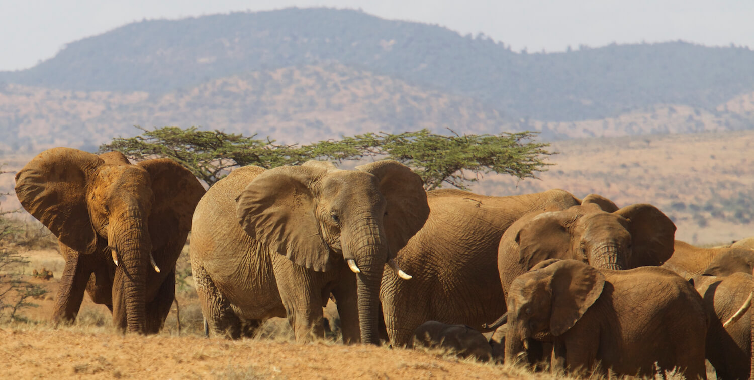 Herd of elephants on savannah.