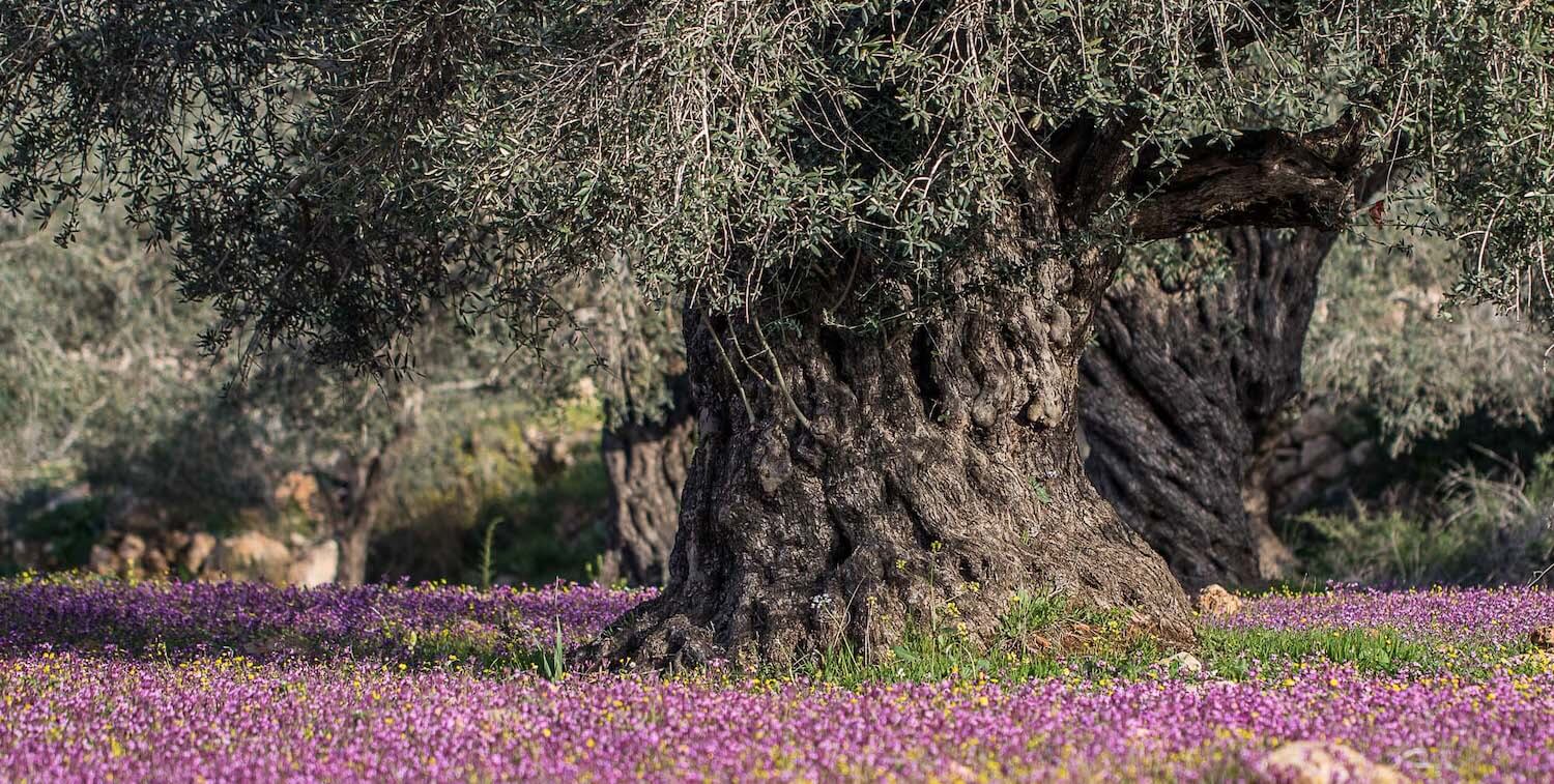 Base de un árbol grande con flores pequeñas de color púrpura esparcidas por el suelo.