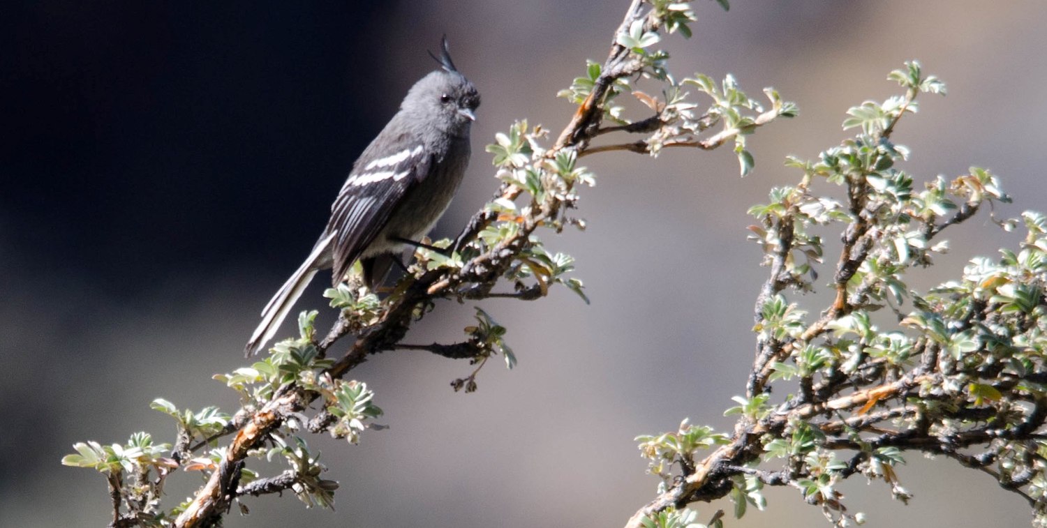 Close up of gray bird on branch.
