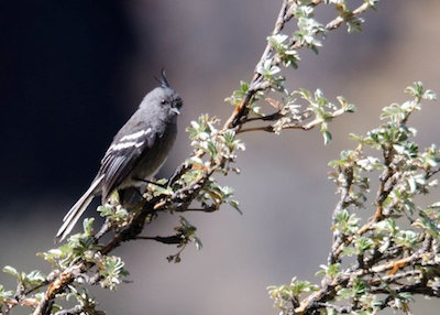 Primer plano de pájaro azul claro en la rama de un árbol delgado.