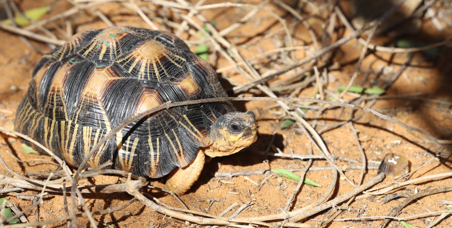 Photo of a radiated tortoise