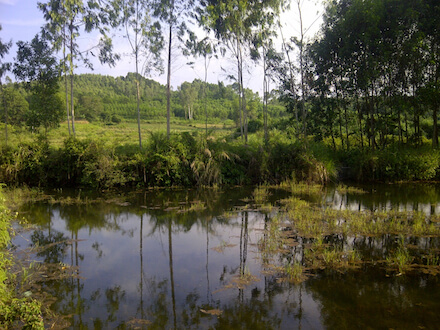 Calm, dark water with greenery in the background.