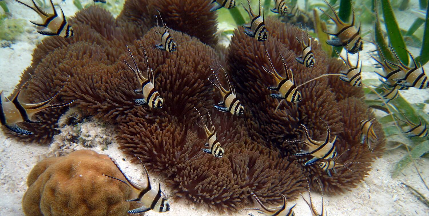 banco de peces amarillos y negros cerca del coral.