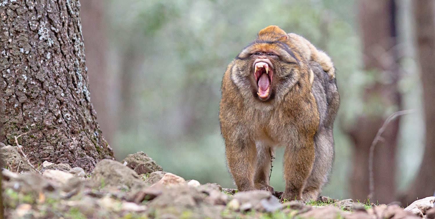 A brown primate with open jaws and a baby on its back stands in a wooded area.