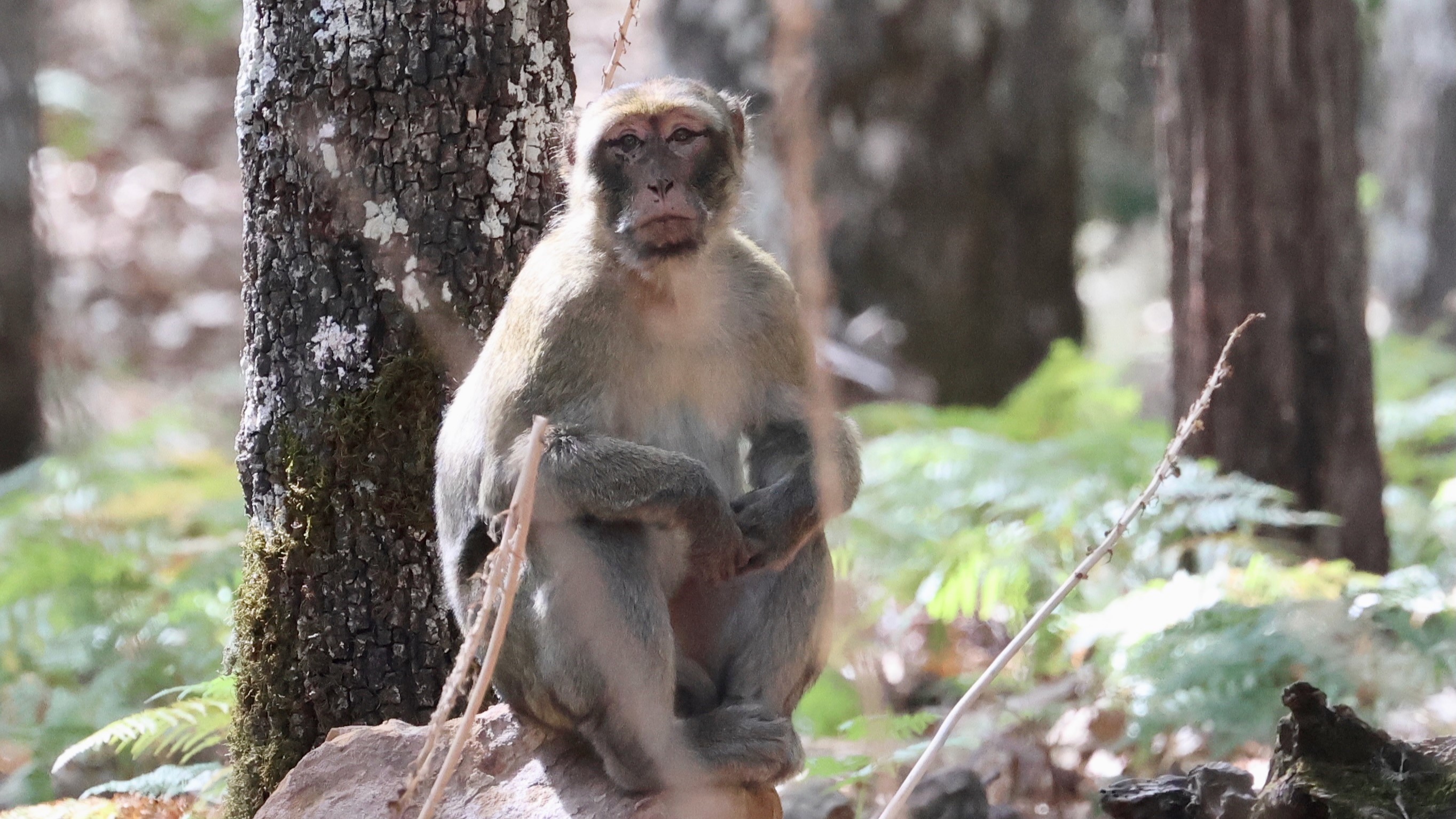 The endangered Barbary macaque (<i>Macaca sylvanus</i>) in Bouhachem Natural Park, Morocco