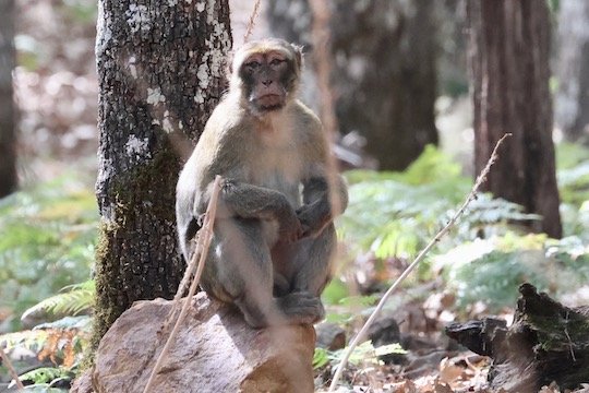 A gray and brown monkey sits on a rock in front of trees. 