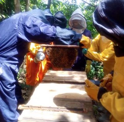 Four people wearing protective gear standing around wooden beehive. One person holds up hive, another smiles.