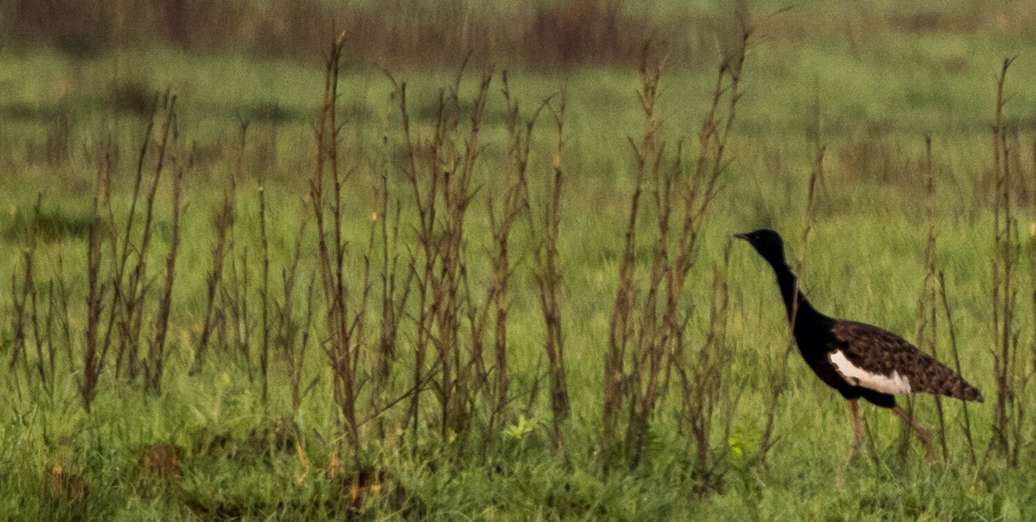 Black and white bird walking on grass