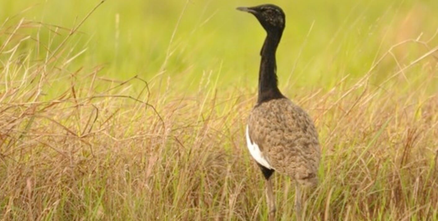 Bengal florican, black head and neck, brown and white body, standing amid grass.