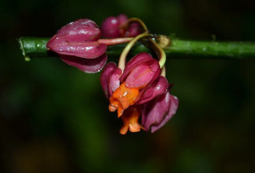 Close-up of delicate purple-and-orange flower.