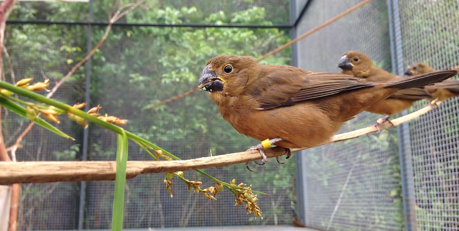 Three brown birds in large cage standing on branch.