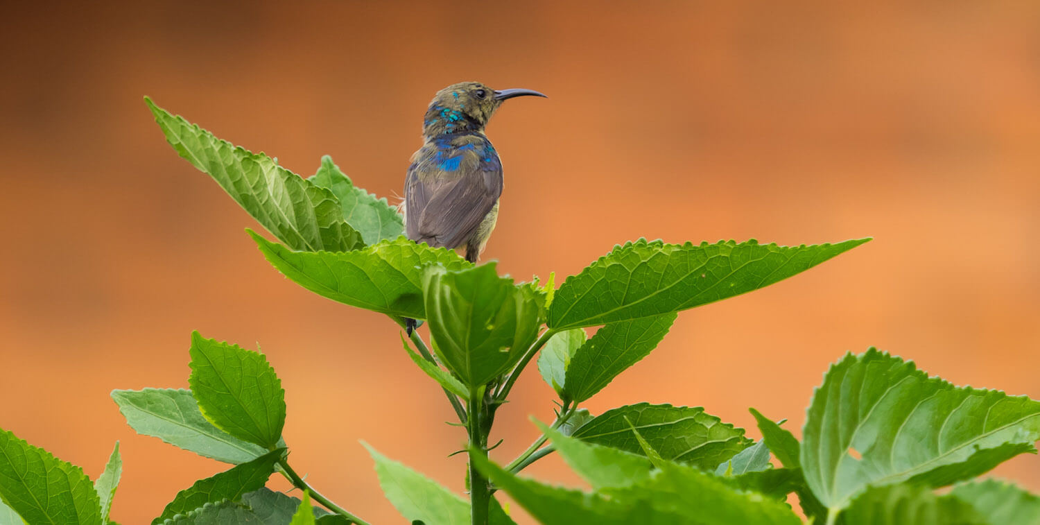 Pájaro gris y azul sentado sobre una planta verde.