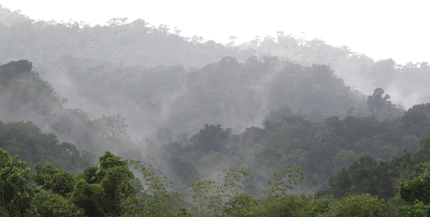 Vista del bosque nublado