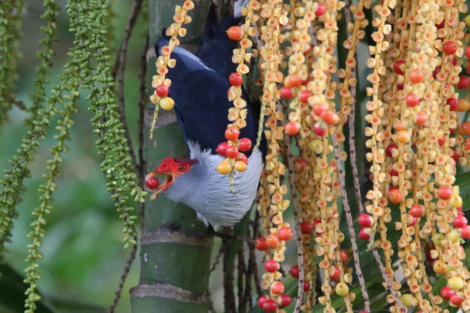 Blue Pigeon colgando boca abajo comiendo una pequeña baya roja.