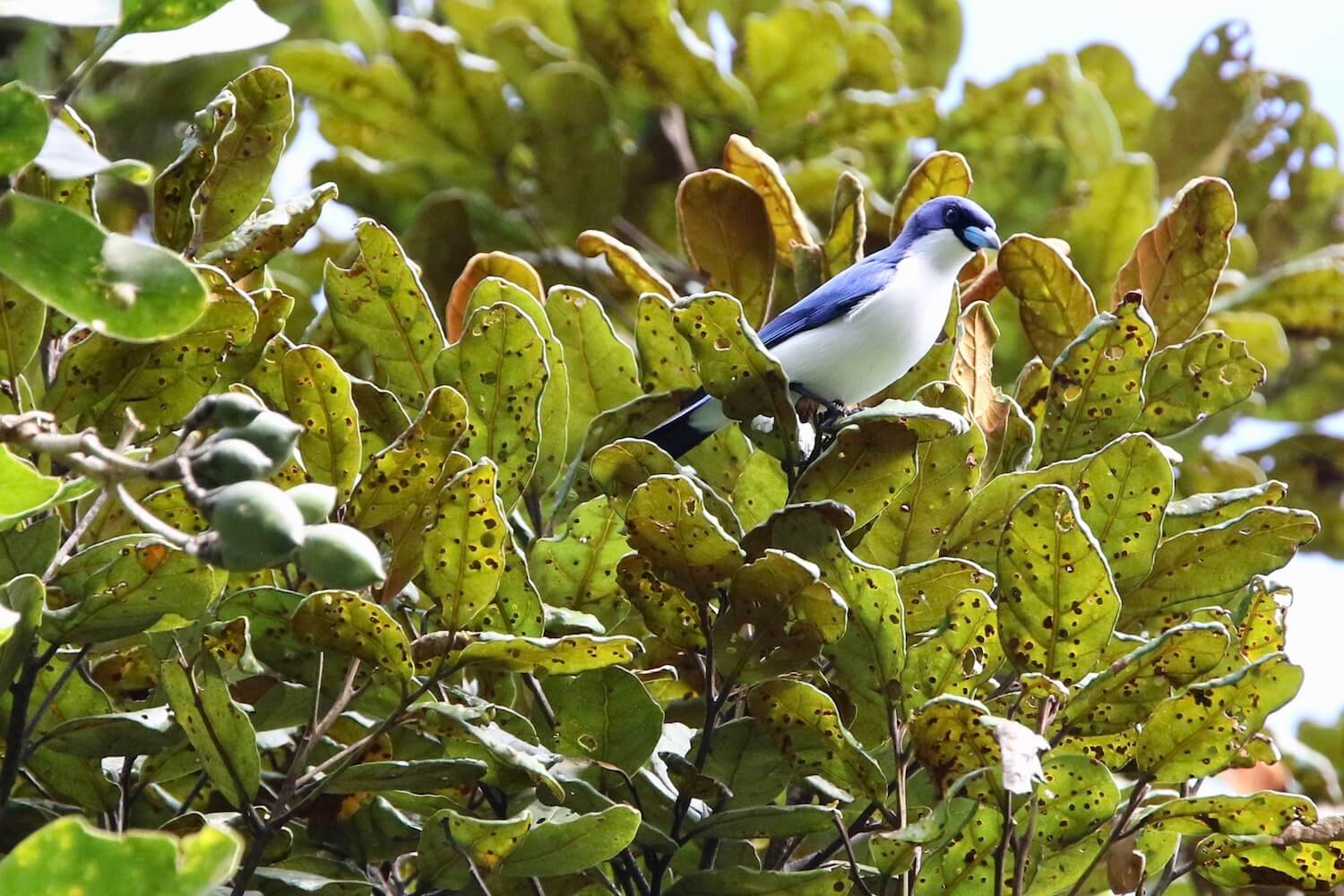 Primer plano de pájaro azul y blanco sentado en un árbol verde brillante.