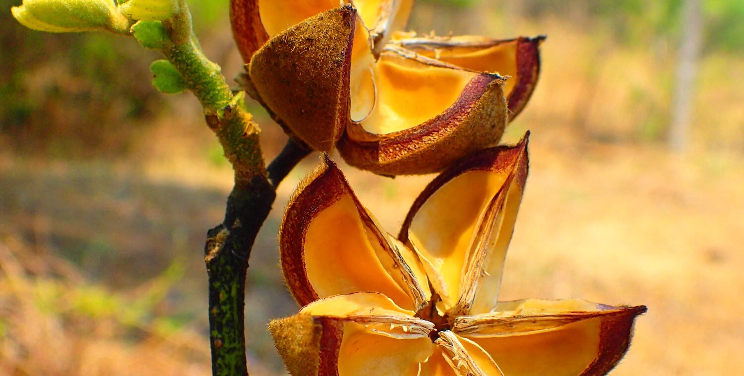 Primer plano de flores de color amarillo anaranjado con calidad de estallido de estrellas.