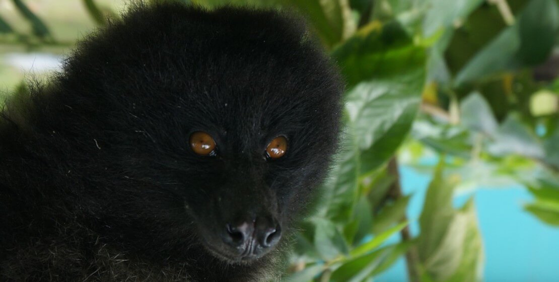 Close-up of black monkey with brown eyes.