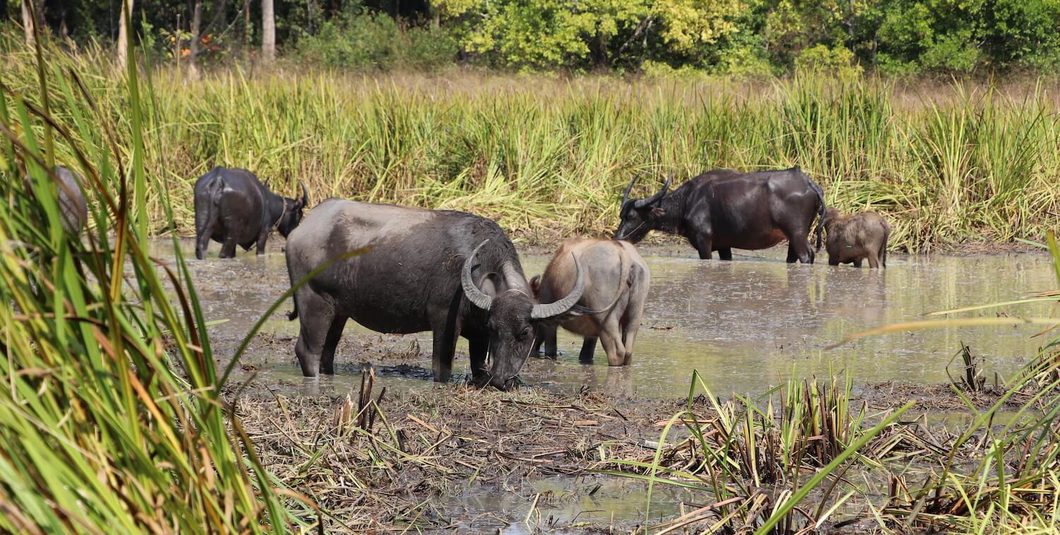 Six buffalo standing in pond.