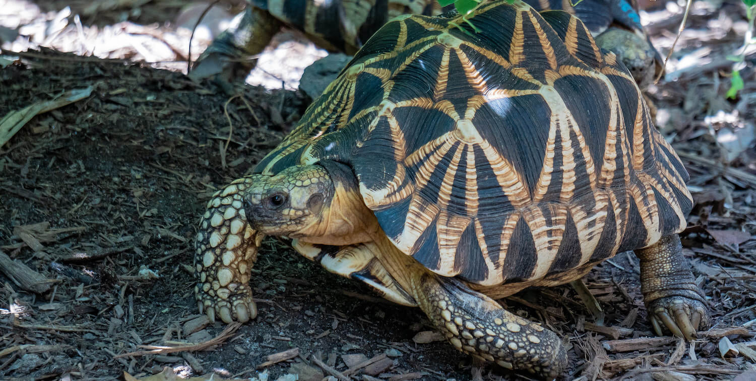 Primer plano de tortuga con patrón de estrella en el caparazón.