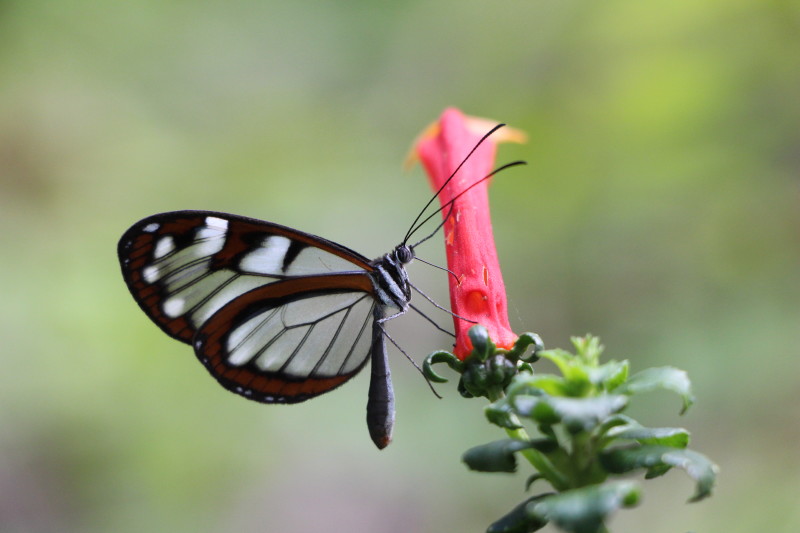 La mariposa blanca y negra descansa sobre una flor colorida.