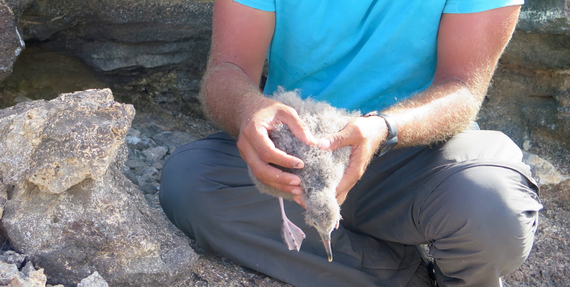 Young bird with gray fuzz being held by pair of male hands.